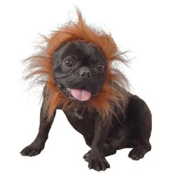 Costume De Lion Pour Chien